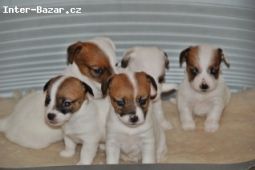 Chesapeake bay retrívr a Jack Russell teriér