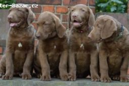 Chesapeake bay retriver s PP(čokoládové fenky)