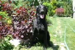 Flat Coated retriever - štěnata s pp