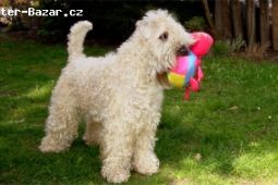 Irish Soft Coated Wheaten Terrier - ŠTĚNĚ