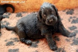 Flat coated retriever s PP