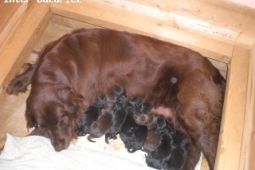 Flat Coated Retriever – černá štěňata s PP