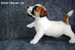 Jack Russell terrier