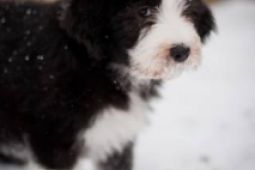 Bearded Collie