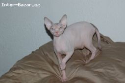 Kanadsky Sphynx s PP