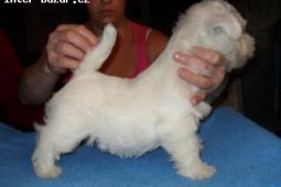 West highland white terrier