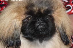 Pekinéz