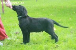 Flat coated retriever