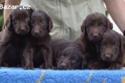 Flat coated retriever s PP - hnědá štěňátka