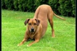 Rhodéský ridgeback