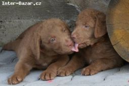 Chesapeake bay retriver s PP(hnědý podobný LR)