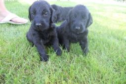 Flat Couted Retriever