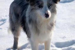 Border collie