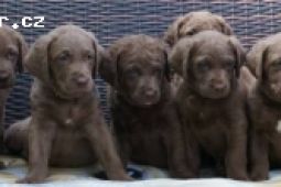 Chesapeake bay retriver s PP(hnědý podobný LR)