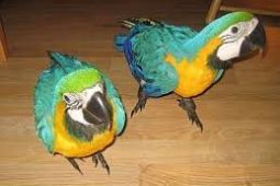 Modrá a zlatá papagáj na adopciu.