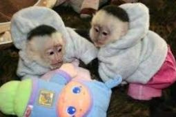 Opice kapucínové na adopciu.