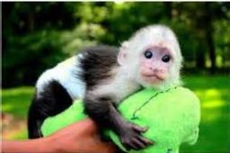 Opice kapucínové na adopciu.