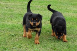 K dispozici Rottweiler pes a fena štenat k adopci