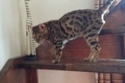 bengálský leopardí kocour na krytí