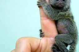 prstové opice kosman na prodej