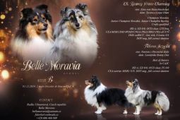 Šeltie/sheltie - Tricolor pejsek s PP