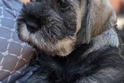 Štěňata Knírače středního pepř a sůl