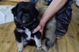 Tibetský španěl
