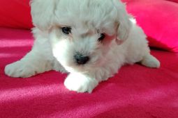 predam steniatka bisonika bisonka frise