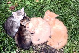 Darujeme kotě /koťata