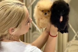 Neodolatelná štěňata pomeranianů