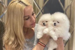 Neodolatelná štěňata pomeranianů