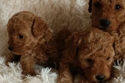 Rozkošná štěňata toy pudla.