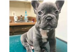 Štěňata francouzského buldoka na prodej