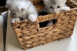 Krásná koťátka Mainské mývalí kočky