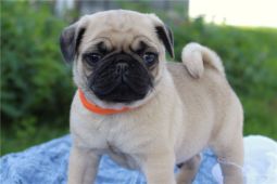 Krásná štěňata mopsů