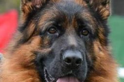 Německý ovčák štěňata - Rokycany