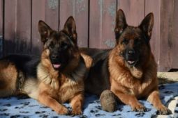 Německý ovčák štěňata - Rokycany