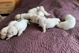 Prodám štěňata BŠO s PP