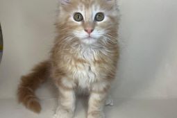 Mainská mývalí - kocouři