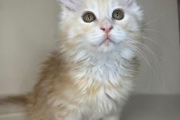 Mainská mývalí - kocouři