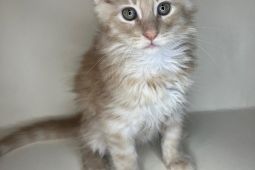 Mainská mývalí - kocouři