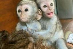 Přátelská mláďata kapucínských opic jsou nyní připravena k prodeji..,