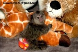 Zdravá mláďata kosmanů prstů připravená k prodeji