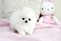Pomeranian Mini