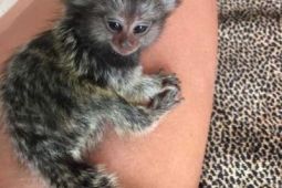 2 Marmoset opice pre nový domov