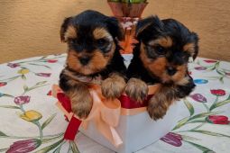 Yorkshire terrier bez PP