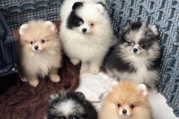 Německý špic. Mini pomeranian bez PP.