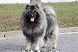 Německý vlčí špic Keeshond štěňata s PP