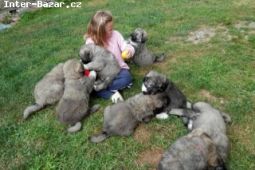 Nabídka Kavkazský pastevecký pes