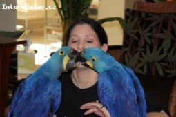 ochočené a mluvit macaws